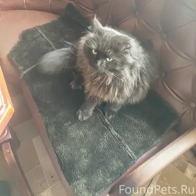 Пропал кот Бегемот, район горотдела