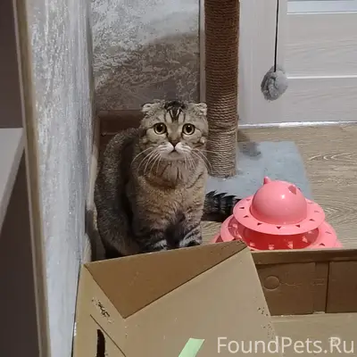 Пропал кот, улица Свердлова