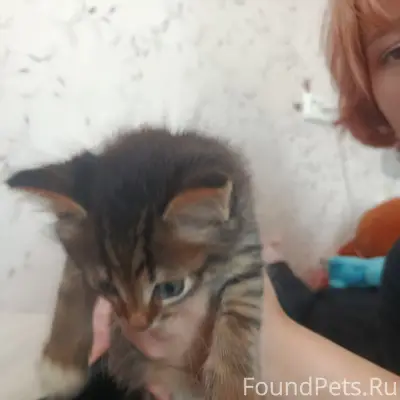 Найден пёс, район «Улья»