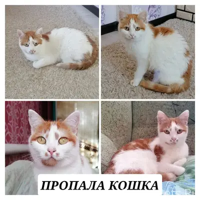 Пропала кошка Ириска, г. Темрюк