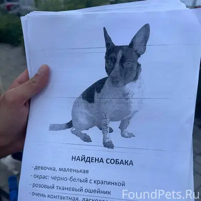 Найденна небольшая собака чёрно-белого окраса