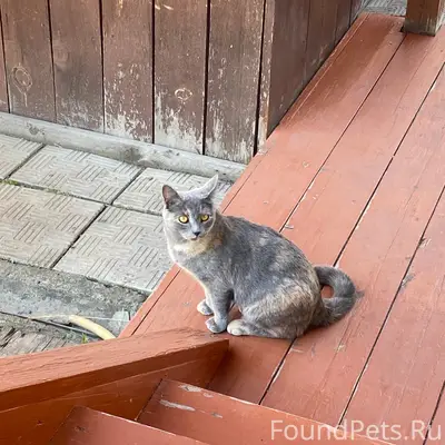 Пропала кошка Муся, Промзона, ул. Энергетиков