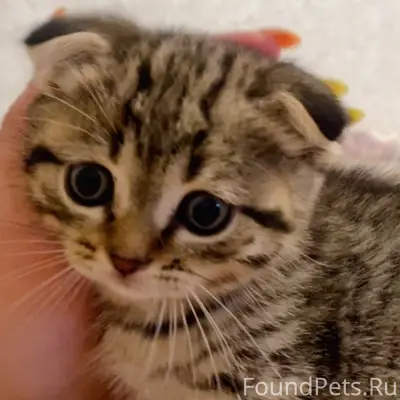 Пропал котёнок, начало улиц Молодёжная-Революционная-Садовая