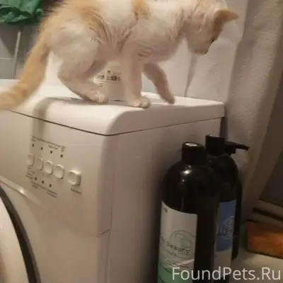 Пропал котёнок, Куйбышева 34