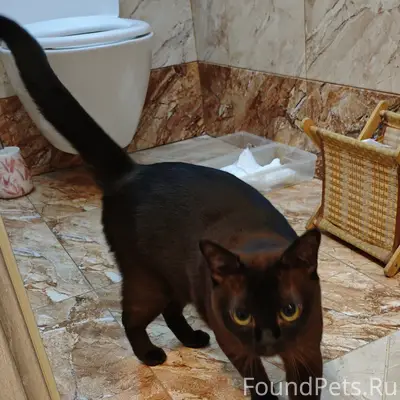 Если кота