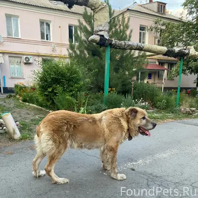 Найден пёс, район Харьковская 137