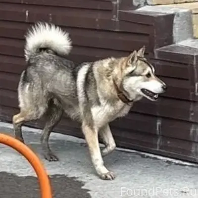 Пропал пёс породы лайка, контактный