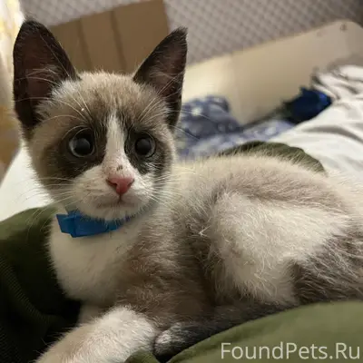Пропал котёнок, улица Калинина