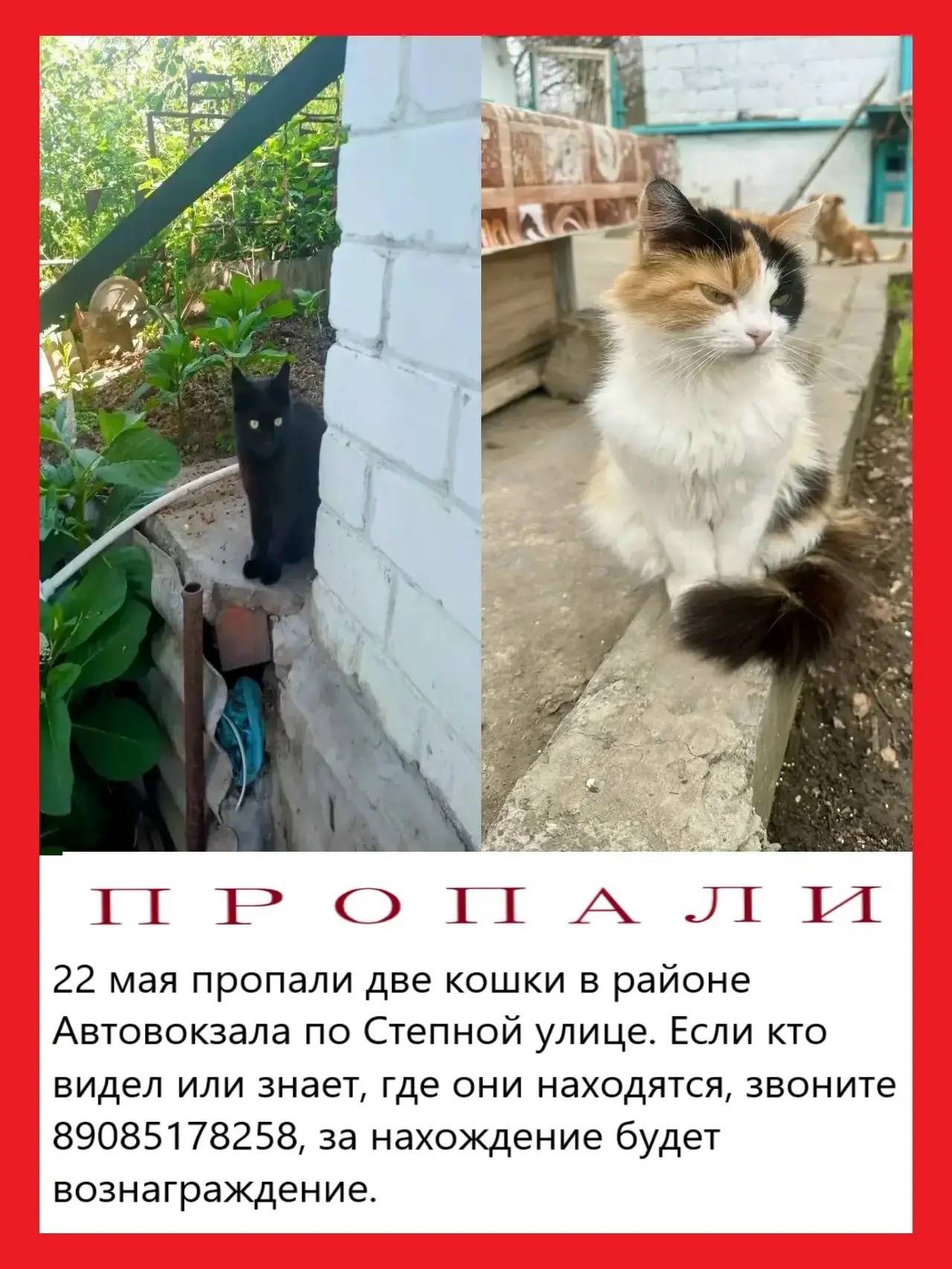 Пропали кошки, район Автовокзала