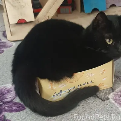 Пропала чёрная кошка Мэри, Голубино