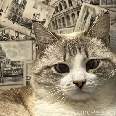 Пропал кот, район Красных холмов