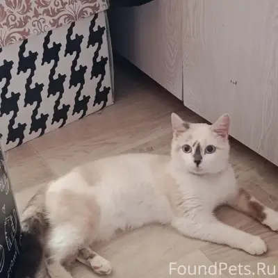 Найдена кошка, Правды 1