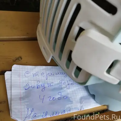 Найдена кошка Герда, ищем новый дом