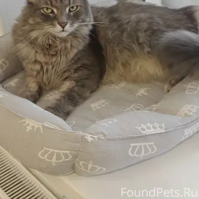 Найден котик, Верхняя Дуброва