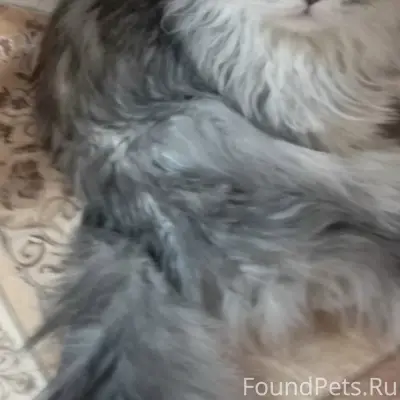 Пропал кот, Динамовцев 9