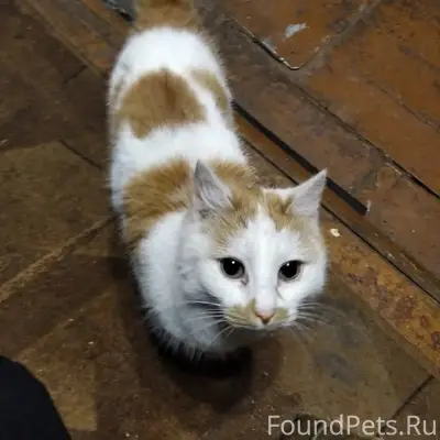 Пропала кошка Маня, общество Нива