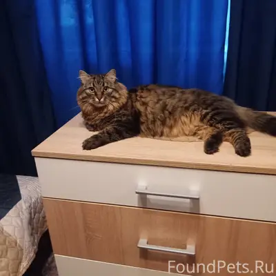 Пропал кот Дусик, Фокинский район