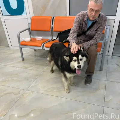 Найден хаски, Люблино