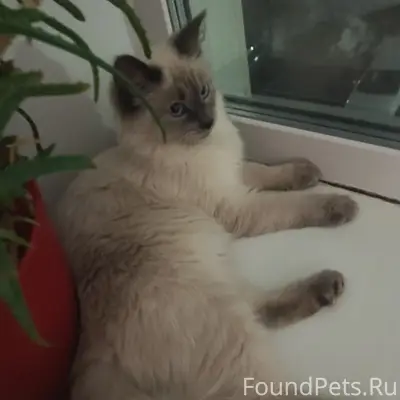 Пропала кошка, район улицы Крылова