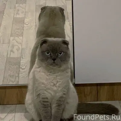 Пропал кот, ул. Восточная, 24