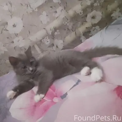 Пропал котёнок, улица Первомайская
