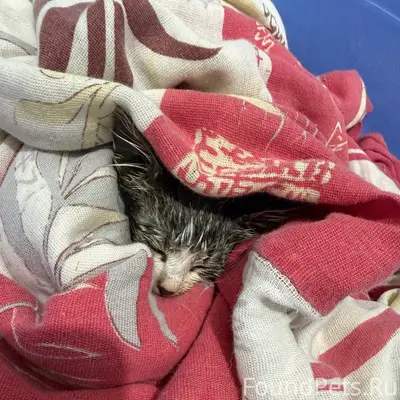 Найден котёнок, [место не указано]