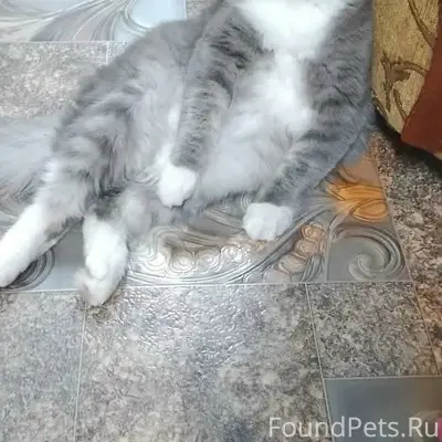Пропал кот, район пенсионного фонда