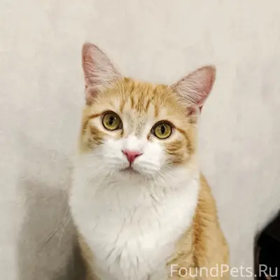 Пропал рыжий кот Боря, Адлерский район