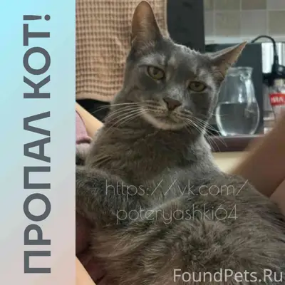 Пропал кот, Саратов, район Тепличный