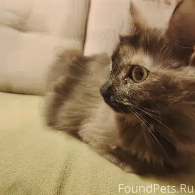 Найдена кошка Герда