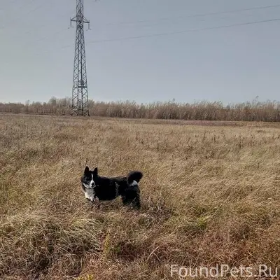 Пропала собака, район Учхоз