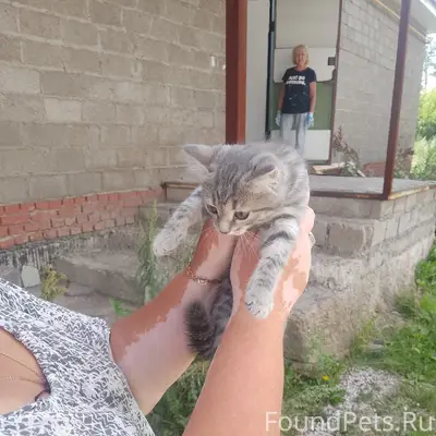 Найден котёнок девочка, Южный