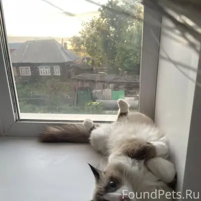 Пропала кошка,