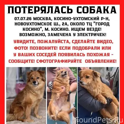 Пропала небольшая собака Джени, Москва, ВАО