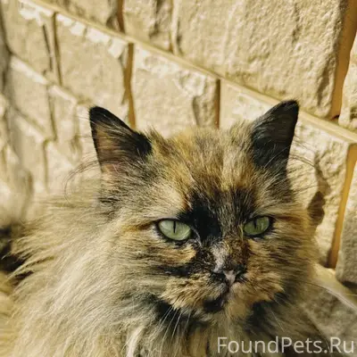 Пропала кошка, улица Веденяпина