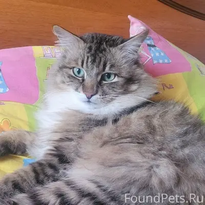 Пропал кот Марсик, район улицы Правды