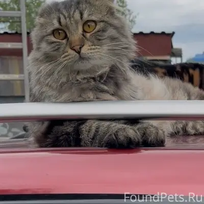 Пропал вислоухий шотландский кот, район 56 пожарной части