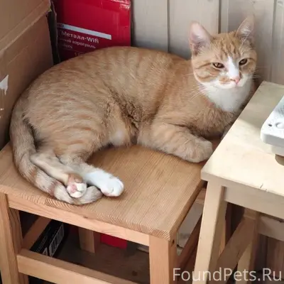 Пропал кот Фима, ЖК Зелёный бор