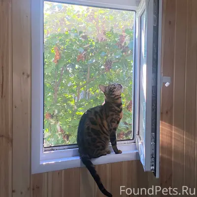 Пропал бенгальский кот, район пляжа в Акатьево