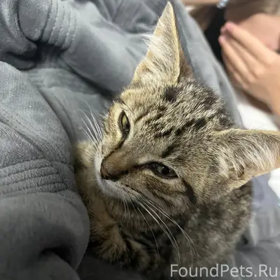Пропал котёнок Ричи, Севастополь