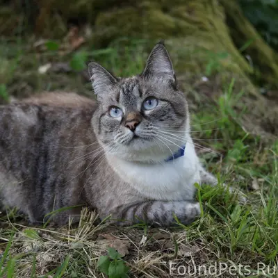 Пропала домашняя кошка Сараби, ул. Каменногорская