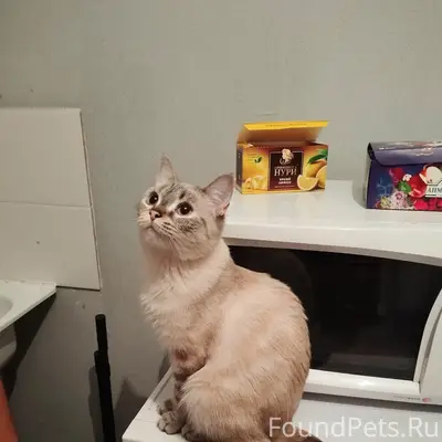 Пропала кошка, Чусовая 1/4
