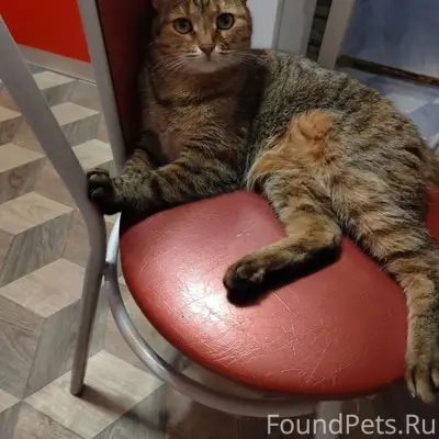 Пропала кошка Мурка, Лобня
