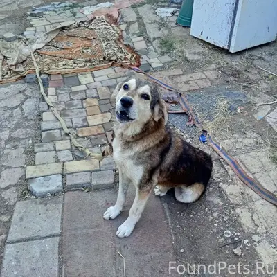 Пропал пёс Дик, Аршинцево