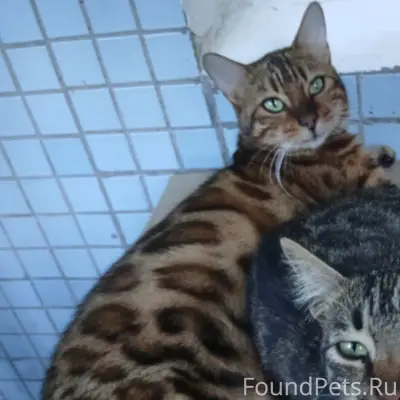Пропала бенгальская кошка Соня, улица Корунковой