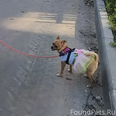 Пропала собака, Луговой