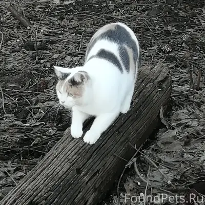 Пропала кошка, район полиции