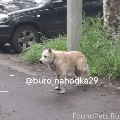 Найден пёс, хромает, Котласская