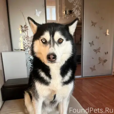 Пропала Хаски Бони, колхозный рынок