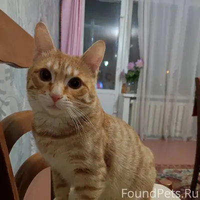 Пропал кот Сёма, улица Лесная, 10